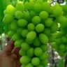 Grapes Mastermind WhatsApp group invite link