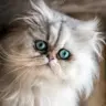 Online Pet Town WhatsApp group invite link
