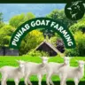 Punjab Goats Farming WhatsApp group invite link